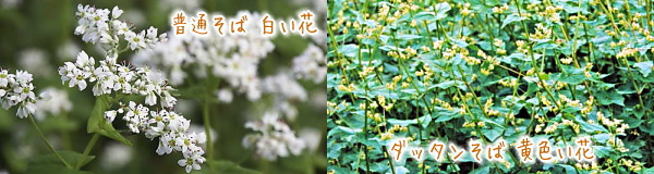 普通そばの白い花とダッタンそばの黄色い花