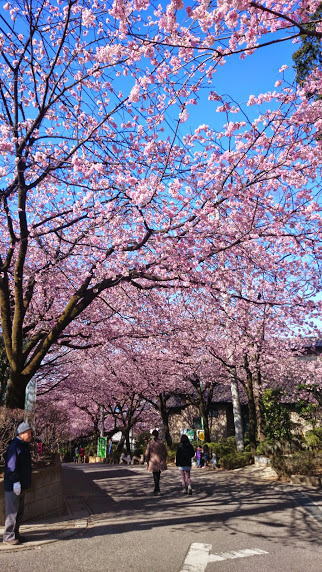 密蔵院の安行桜