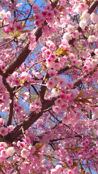 桜
