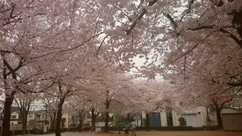 桜の木々